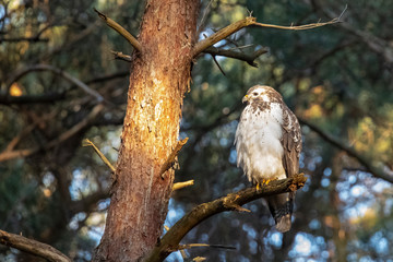 Buzzard, Buteo buteo