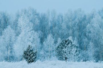 trees wrapped in snow