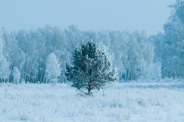 Fototapeta na wymiar trees wrapped in snow