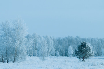 trees wrapped in snow