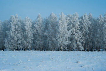 trees wrapped in snow