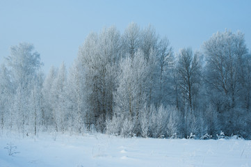 trees wrapped in snow