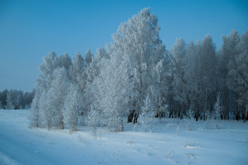 trees wrapped in snow
