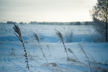 grass on a snow feather bed 