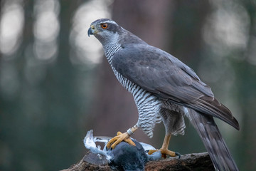 Hawk, Accipiter gentilis