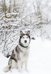 Husky dog sitting in winter park.