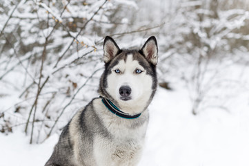 Fototapeta premium Husky dog sitting in the snow.