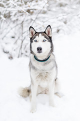 Naklejka premium Husky dog sitting in the snow.