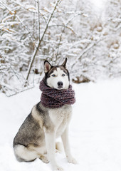 Husky dog in warm scarf sitting in snow
