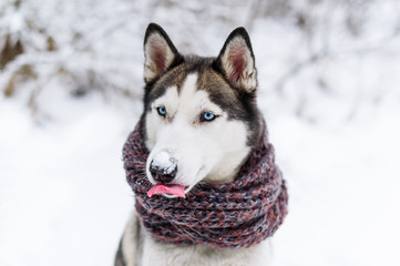 Husky dog in warm scarf. Closeup photo