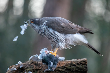 Hawk, Accipiter gentilis