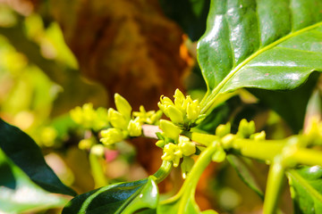 coffee flower in garden