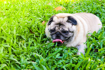 pug in the grass