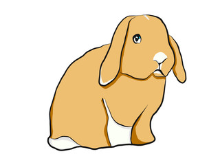 Rabbit hand drawing 
