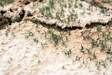 Summer river dry river bed