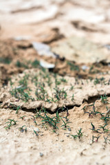 Summer river dry river bed