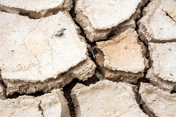 Summer river dry river bed