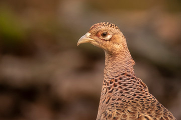 Pheasant, female, Phasianus colchicus