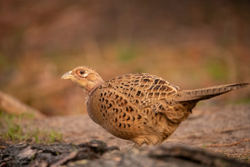 Pheasant, female, Phasianus colchicus