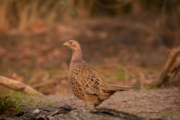Pheasant, female, Phasianus colchicus