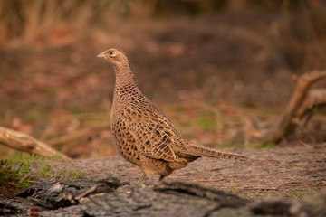 Pheasant, female, Phasianus colchicus