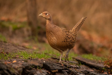 Pheasant, female, Phasianus colchicus