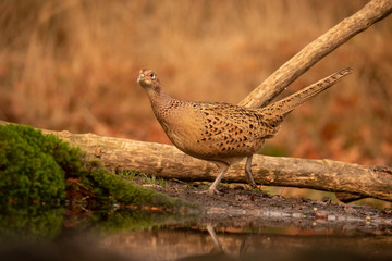 Pheasant, female, Phasianus colchicus