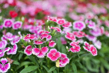 Obraz premium flower garden background