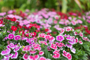 Fototapeta premium flower garden background