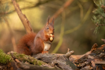 Squirrel, Sciurus vulgaris, Red Squirrel