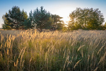 Fototapeta premium Sommer in der Heide mit Bäumen