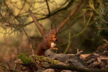 Squirrel, Sciurus vulgaris, Red Squirrel