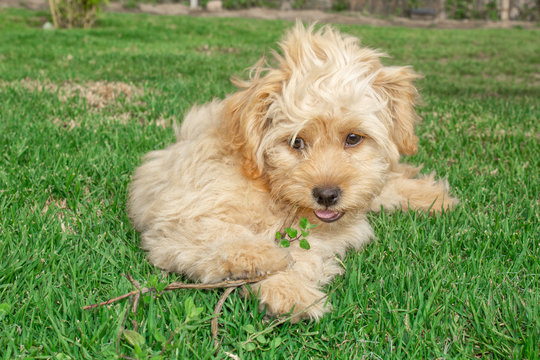 Goldendoodle puppy dog ​​walks outdoors on a green lawn 