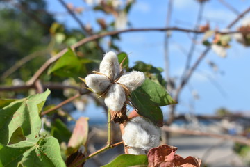 cotton crop flower