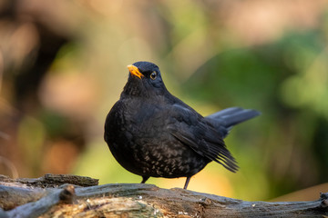 Blackbird, Turdus merula