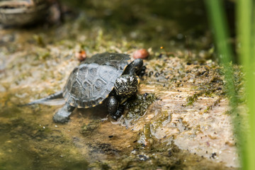 A young european pond turtle sunbathing on a piece of wood in a pond