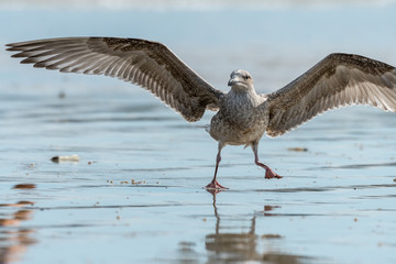 A young european herring gull looking for food on the beach