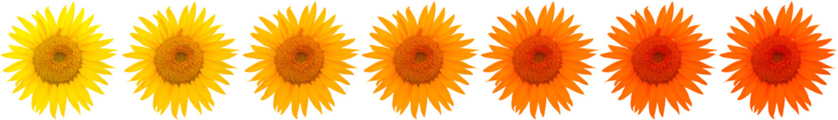 farandole de tournesols, fond blanc