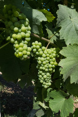 Green grapes close-up view.