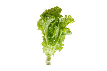  fresh lettuce