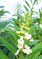 Sesame flowers in summer field