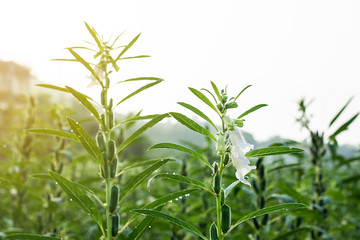 Sesame growing in summer