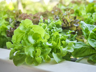 Hydroponics system greenhouse and organic vegetables salad in hydroponics farm for health, food and agriculture concept