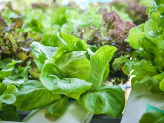 Hydroponics system greenhouse and organic vegetables salad in hydroponics farm for health, food and agriculture concept