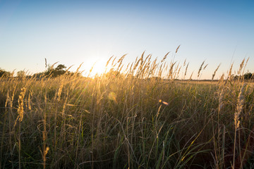 Sonnenuntergang über dem Feld im Sommer