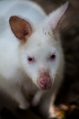 White Bennett's Wallaby , Albino Wallaby / Albino Wallabies