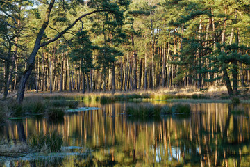 Kiefernwald spiegelt sich in einem See im Grabenvenn, Niederrhein