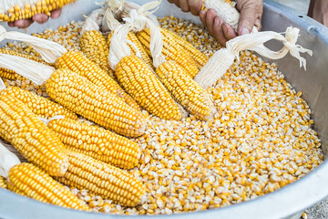 Autumn harvest corn / breaking corn