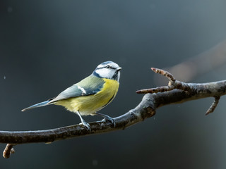 A blue tit sitting on a branch