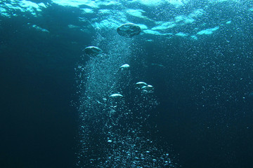 Bubbles in ocean 
